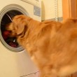 Cane fa bucato: chiude lavatrice, poi stende panni3