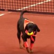 Cani randagio raccattapalle ai Brasil Open