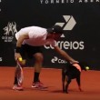 Cani randagio raccattapalle ai Brasil Open2