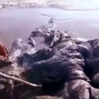 YOUTUBE messico: 4m di "cosa" in spiaggia. Scienziati... 3