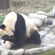 Cucciolo panda cerca di evitare il bagnetto