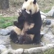 Cucciolo panda cerca di evitare il bagnetto 2