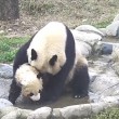 Cucciolo panda cerca di evitare il bagnetto 3