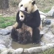 Cucciolo panda cerca di evitare il bagnetto 4
