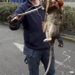 Ratto gigante in parco giochi per bimbi a Londra: lungo 1,2m