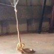 YOUTUBE Serpente vs ragno: la lotta tra i più velenosi 3