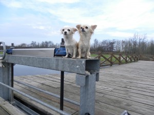 Viaggiare con il cane