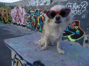 Viaggiare con il cane