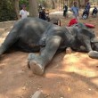 Elefante stremato muore per infarto con i turisti sopra