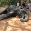 Elefante stremato muore per infarto con i turisti sopra3