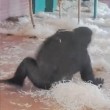 Gorilla di tre anni fa le piroette allo zoo 4