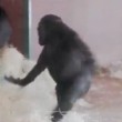 Gorilla di tre anni fa le piroette allo zoo