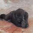 Gorilla di tre anni fa le piroette allo zoo 12