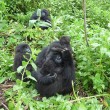 I gorilla gemelli nati in Ruanda 7