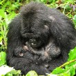 I gorilla gemelli nati in Ruanda 5