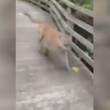 Incontra una pantera mentre passeggia 4