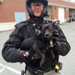 Polizia insegue chihuahua sul ponte di San Francisco5