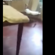 Video YouTube - Lite e spari contro vicino di casa gattaro 5