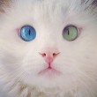 Turchia, il gatto con un occhio verde ed uno blu 6