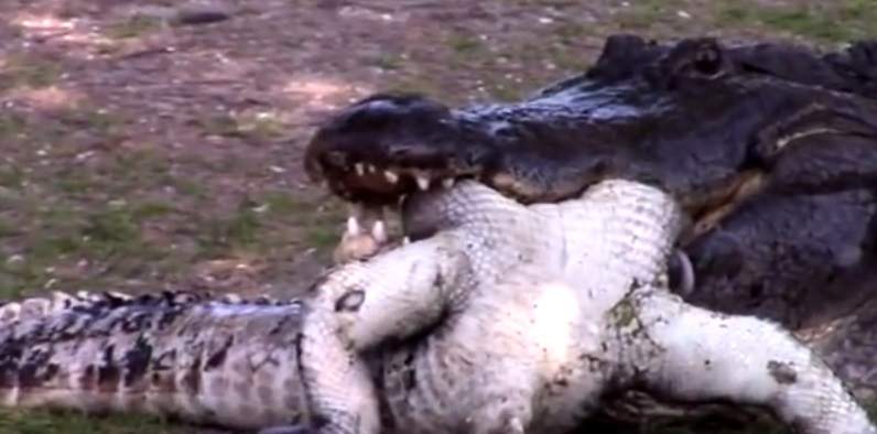 Alligatore mangia alligatore