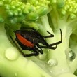 Australia, pericoloso ragno Redback nel broccolo