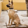 Barilla, il cane salvato dal baratro della morte 02