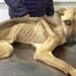 Barilla, il cane salvato dal baratro della morte 01