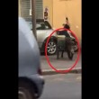 VIDEO YouTube, cinghiale alla fermata del bus a Genova5