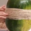 Cocomero esplode con elastici: quanti ne servono3