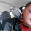 Pappagallo scappa di casa: torna dal padrone...in taxi! FOTO03