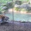 Tigre ruggisce allo zoo, bambina scappa terrorizzata2