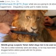 YOUTUBE Leone drogato per fare i selfie coi turisti03