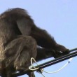 scappa da zoo e si arrampica su fili luce