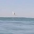 VIDEO YOUTUBE Squalo bianco salta fuori dall'acqua e... 3