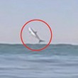 VIDEO YOUTUBE Squalo bianco salta fuori dall'acqua e... 2
