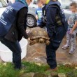 Roma, tartaruga di 40 chili in strada FOTO 3