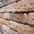 Illusione ottica, cosa si nasconde nel muro di mattoni2