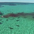 Balena divorata da 70 squali tigre, drone riprende3