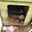 Casa piena di gatti e cani in decomposizione arrestata6