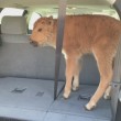 Cucciolo bisonte soppresso2
