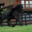 Frederick è il cavallo più bello del mondo9