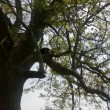 Gatto su albero, muso incastrato nel pacchetto patatine
