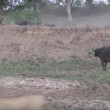 Leoni litigano, il bufalo se ne va indisturbato