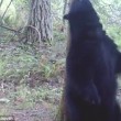 Orso in amore sfrega la schiena sull'albero 5