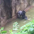 YOUTUBE Gorilla Harambe ucciso, voleva salvare un cucciolo 5
