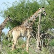 Giraffa malata, poggia collo su albero per mangiare 3