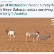 Antilopi, ultime 3 nel deserto: addax verso estinzione FOTO