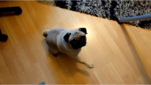 Gb, insegna saluto nazista al suo cane: padrone arrestato 2