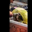 Gattino buttato vivo tra rifiuti: salvato da operatori Ama 5