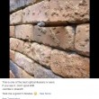 Illusione ottica, cosa si nasconde nel muro di mattoni4